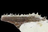 Fossil Fish (Ichthyodectes) Jaw Section - Kansas #114014-2